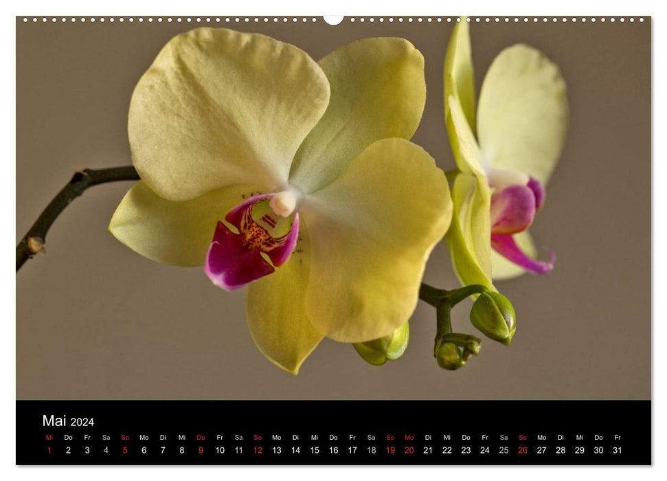 Blütenzauber Orchideen (CALVENDO Premium Wandkalender 2024)