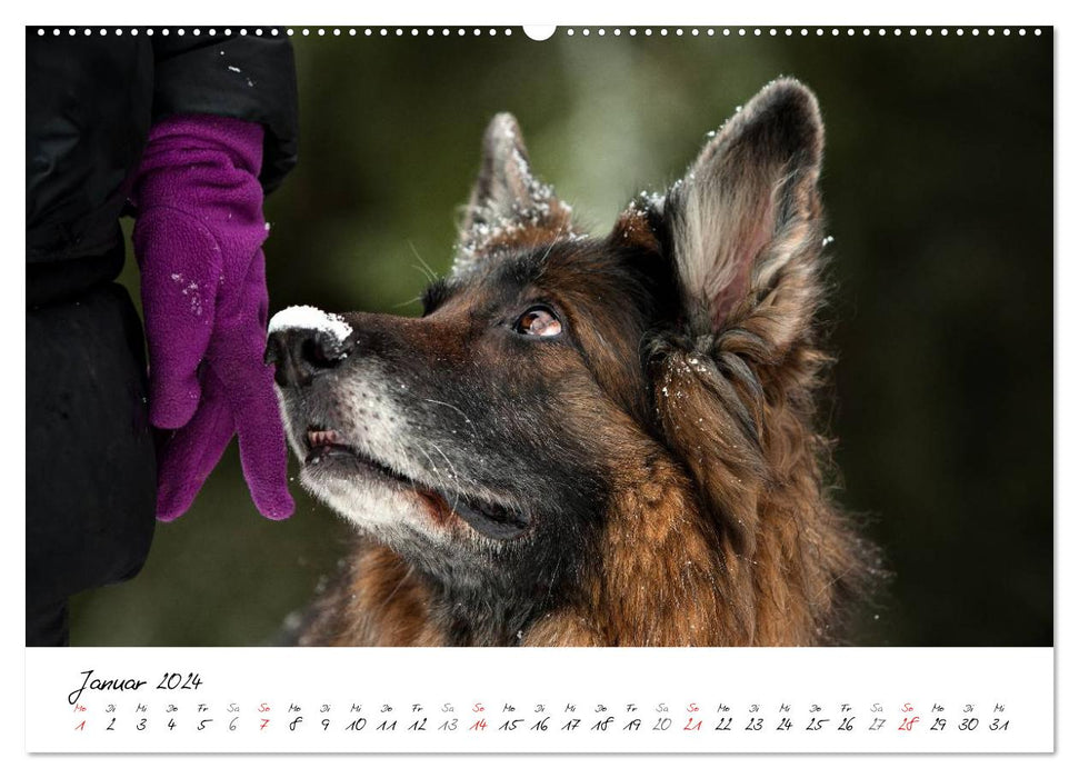 Zauberhafte Langhaar Schäferhunde (CALVENDO Premium Wandkalender 2024)
