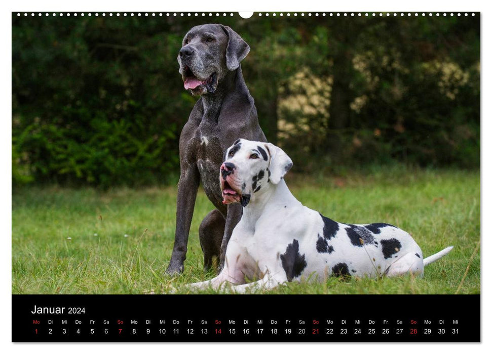 Deutsche Dogge 2024 (CALVENDO Premium Wandkalender 2024)