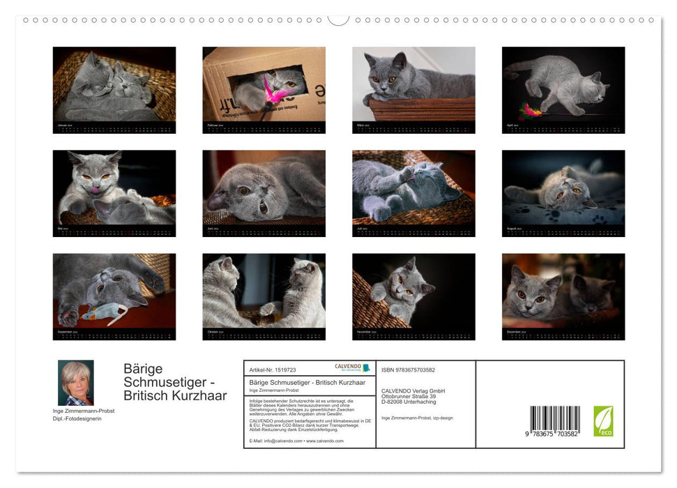 Tigres câlins barbus – British Shorthair (Calvendo Premium Wall Calendar 2024) 