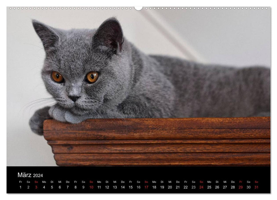 Tigres câlins barbus – British Shorthair (Calvendo Premium Wall Calendar 2024) 