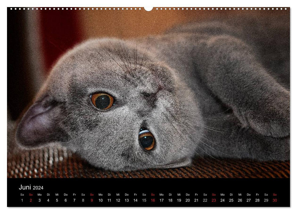 Tigres câlins barbus – British Shorthair (Calvendo Premium Wall Calendar 2024) 