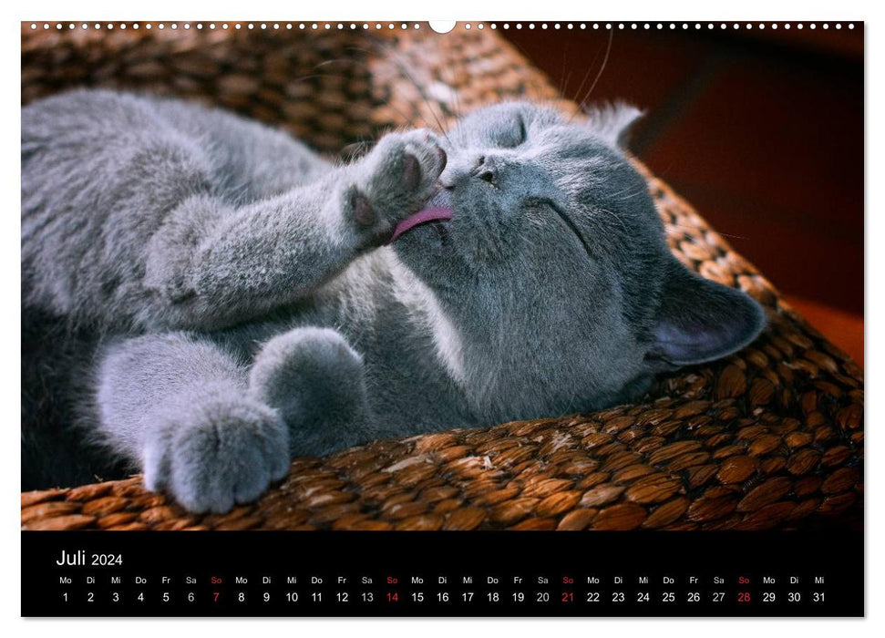 Tigres câlins barbus – British Shorthair (Calvendo Premium Wall Calendar 2024) 