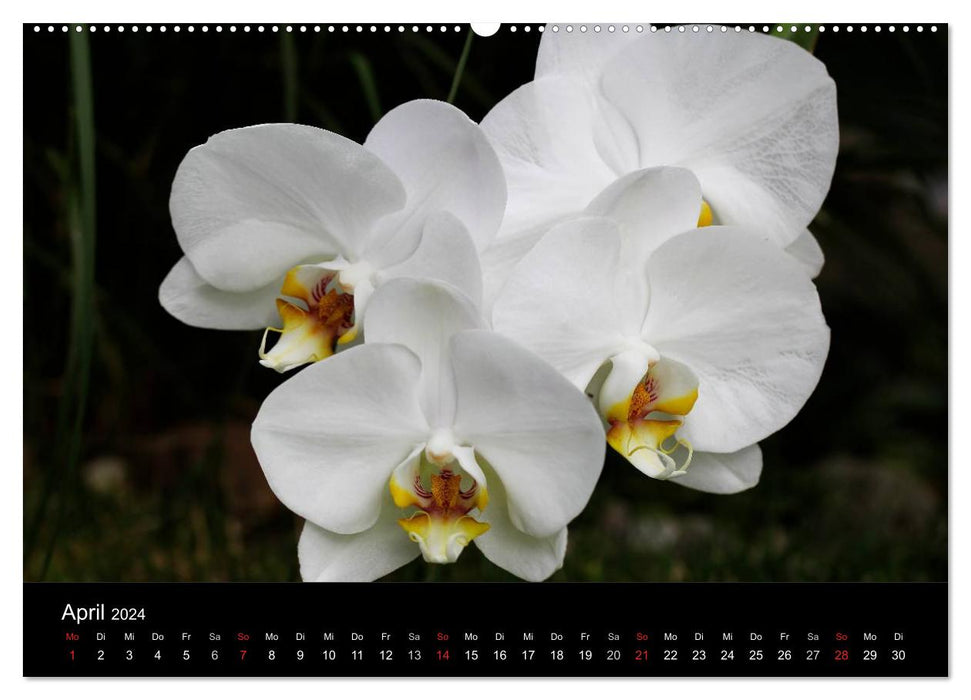 Blütenzauber Orchideen (CALVENDO Wandkalender 2024)