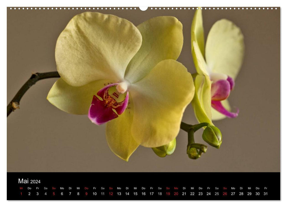 Blütenzauber Orchideen (CALVENDO Wandkalender 2024)