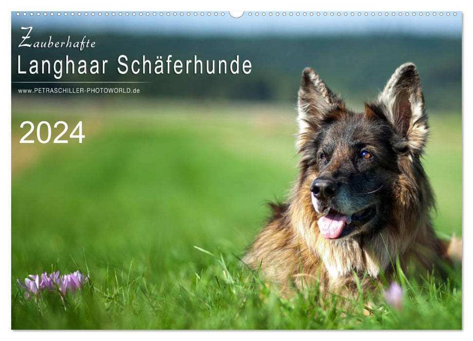 Zauberhafte Langhaar Schäferhunde (CALVENDO Wandkalender 2024)