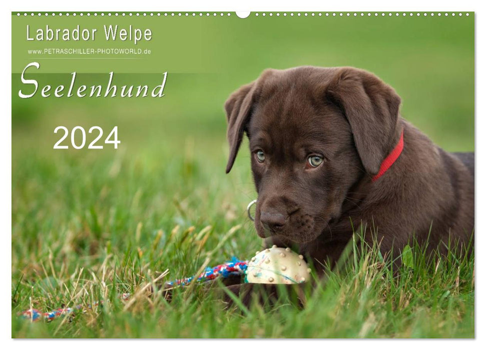 Labrador Welpe – Seelenhund (CALVENDO Wandkalender 2024)