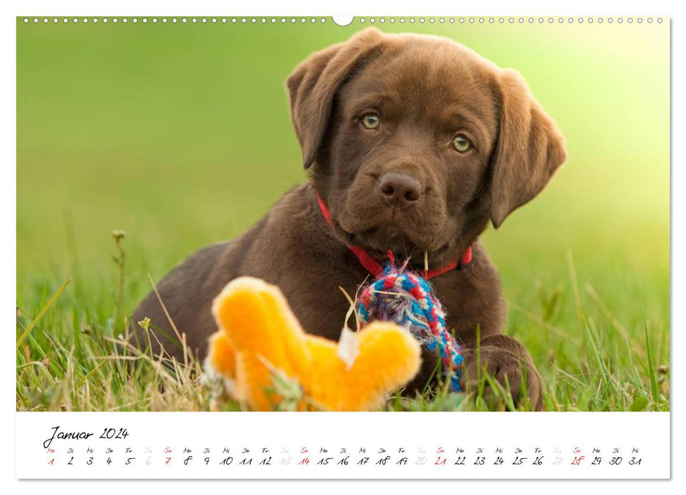 Labrador Welpe – Seelenhund (CALVENDO Wandkalender 2024)