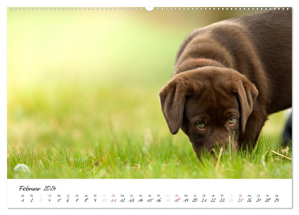 Labrador Welpe – Seelenhund (CALVENDO Wandkalender 2024)