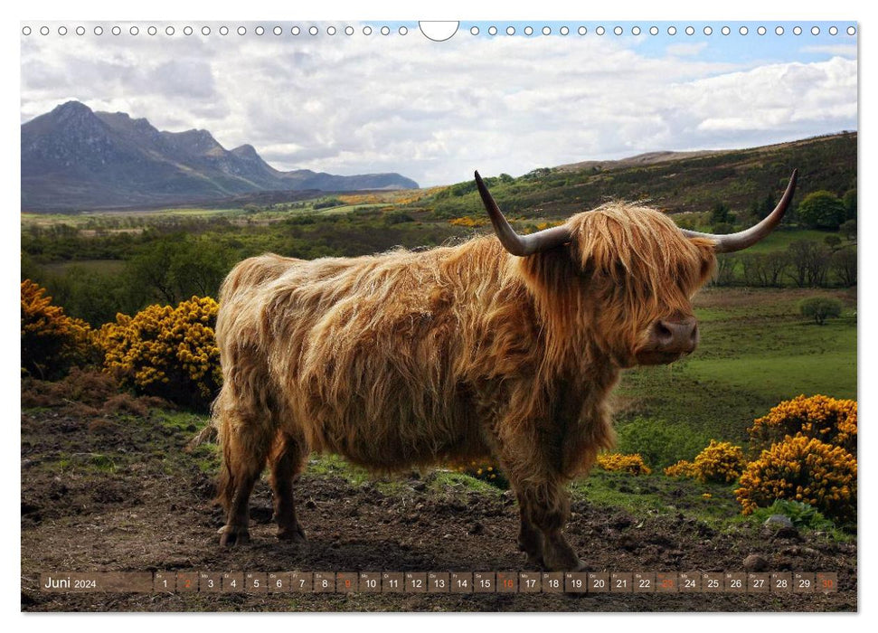 Schottische Hochlandrinder - Highland Cattle im Portrait (CALVENDO Wandkalender 2024)