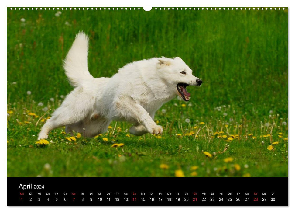 Chien de berger blanc suisse (Calvendo Premium Calendrier mural 2024) 