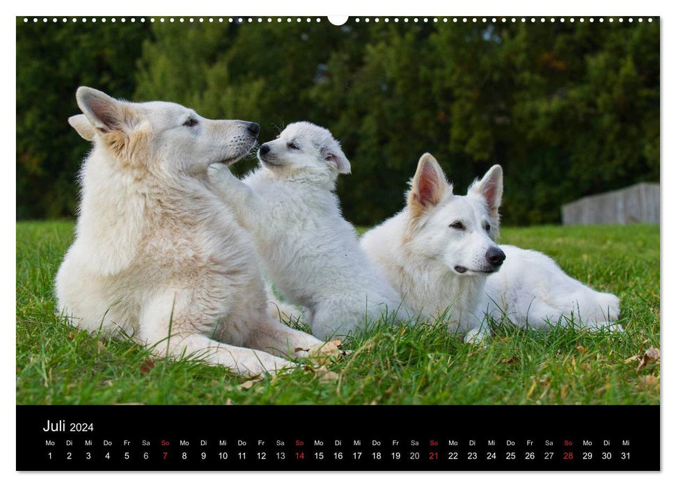Weißer Schweizer Schäferhund (CALVENDO Premium Wandkalender 2024)