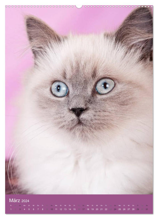 Britisch Langhaar Katzen (CALVENDO Premium Wandkalender 2024)