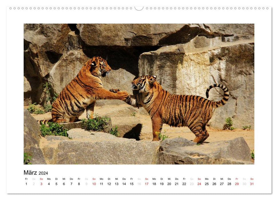 Tiger 2024 (CALVENDO Wandkalender 2024)