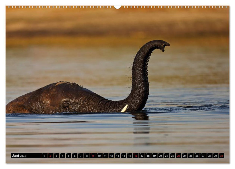 Magie du moment - Éléphants - Gentils géants d'Afrique (Calendrier mural CALVENDO 2024) 