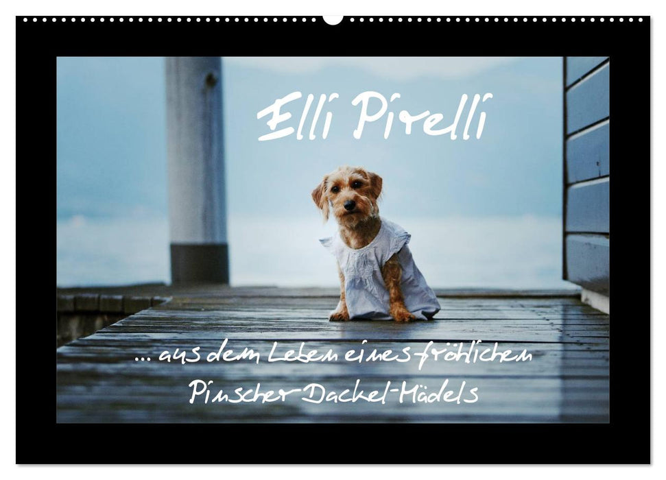 Elli Pirelli... de la vie d'une heureuse fille Pinscher-Teckel (Calendrier mural CALVENDO 2024) 