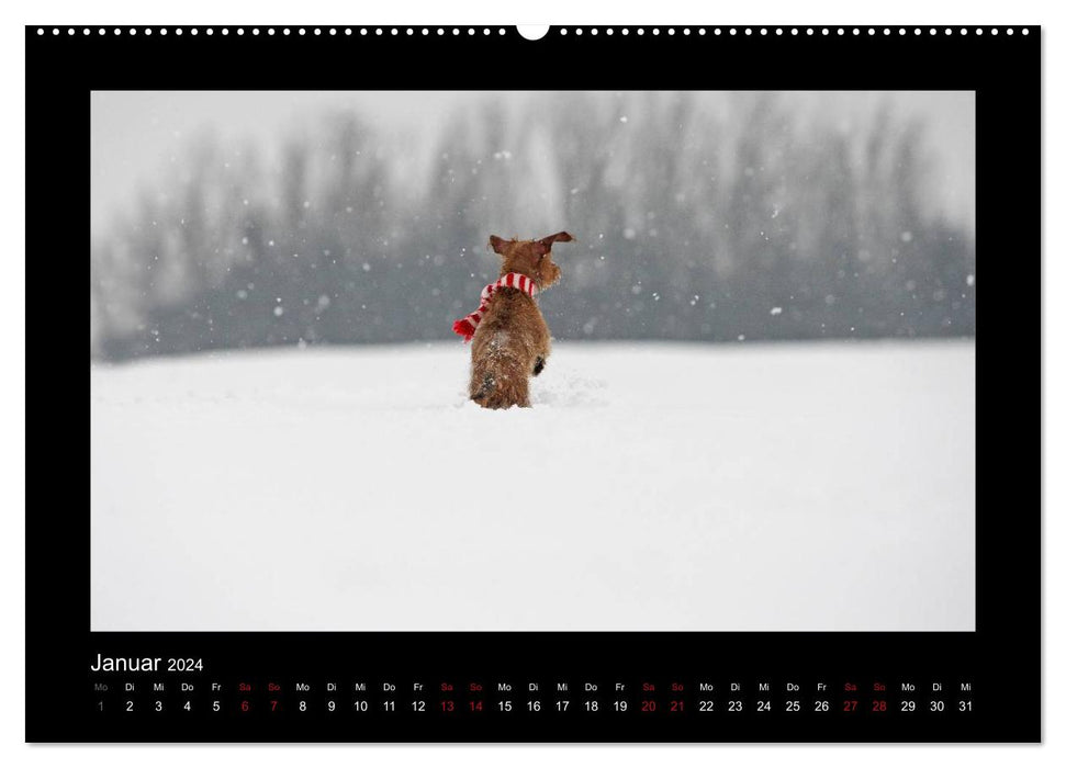 Elli Pirelli... de la vie d'une heureuse fille Pinscher-Teckel (Calendrier mural CALVENDO 2024) 