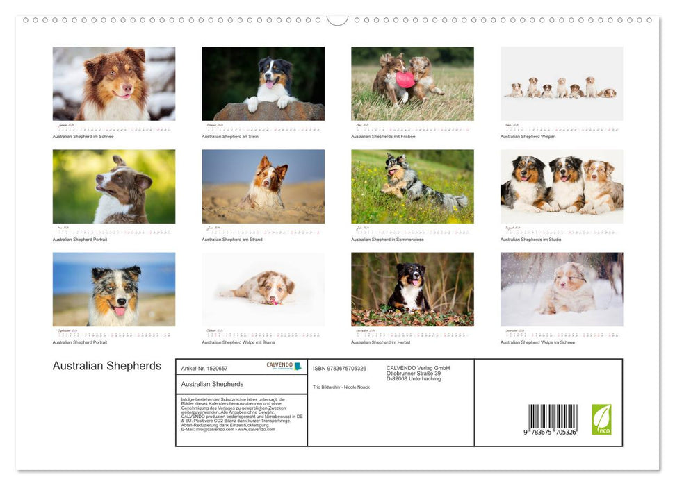 Wunderbare Australian Shepherds (CALVENDO Premium Wandkalender 2024)