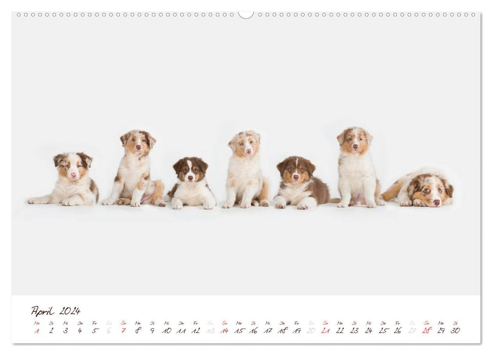 Wunderbare Australian Shepherds (CALVENDO Premium Wandkalender 2024)