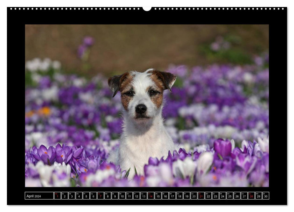 Parson Russell Terrier (CALVENDO Wandkalender 2024)