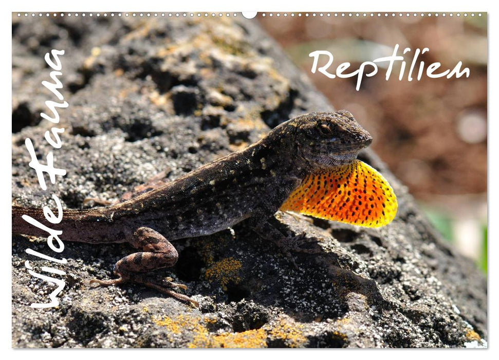 Wilde Fauna - Reptilien (CALVENDO Wandkalender 2024)