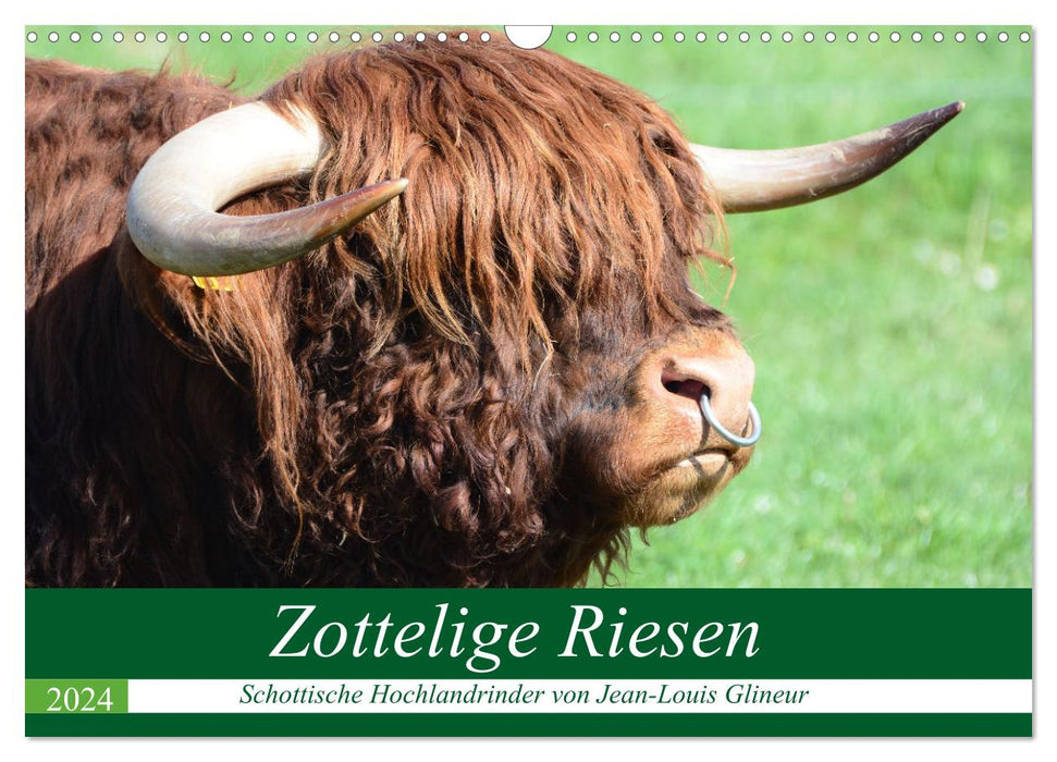 Zottelige Riesen - Schottische Hochlandrinder (CALVENDO Wandkalender 2024)