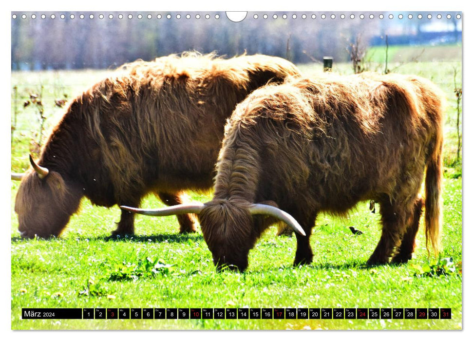 Zottelige Riesen - Schottische Hochlandrinder (CALVENDO Wandkalender 2024)