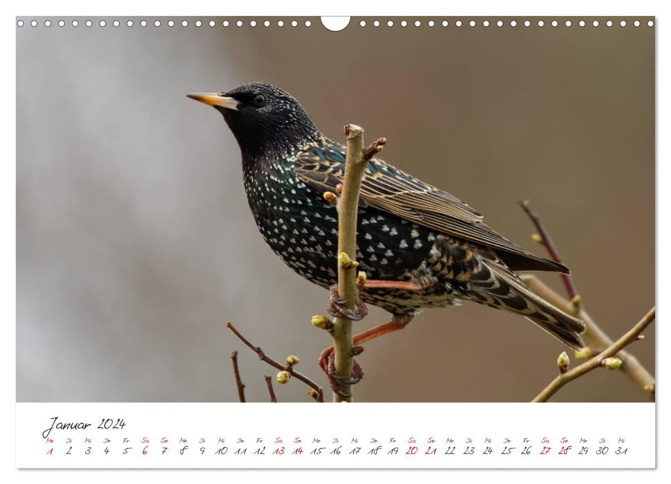 Der Star unter den Vögeln - Fotografiert von Ostfriesenfotografie (CALVENDO Wandkalender 2024)