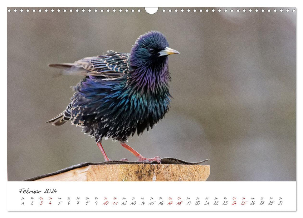 Der Star unter den Vögeln - Fotografiert von Ostfriesenfotografie (CALVENDO Wandkalender 2024)