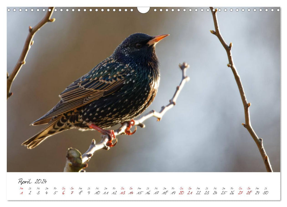 Der Star unter den Vögeln - Fotografiert von Ostfriesenfotografie (CALVENDO Wandkalender 2024)