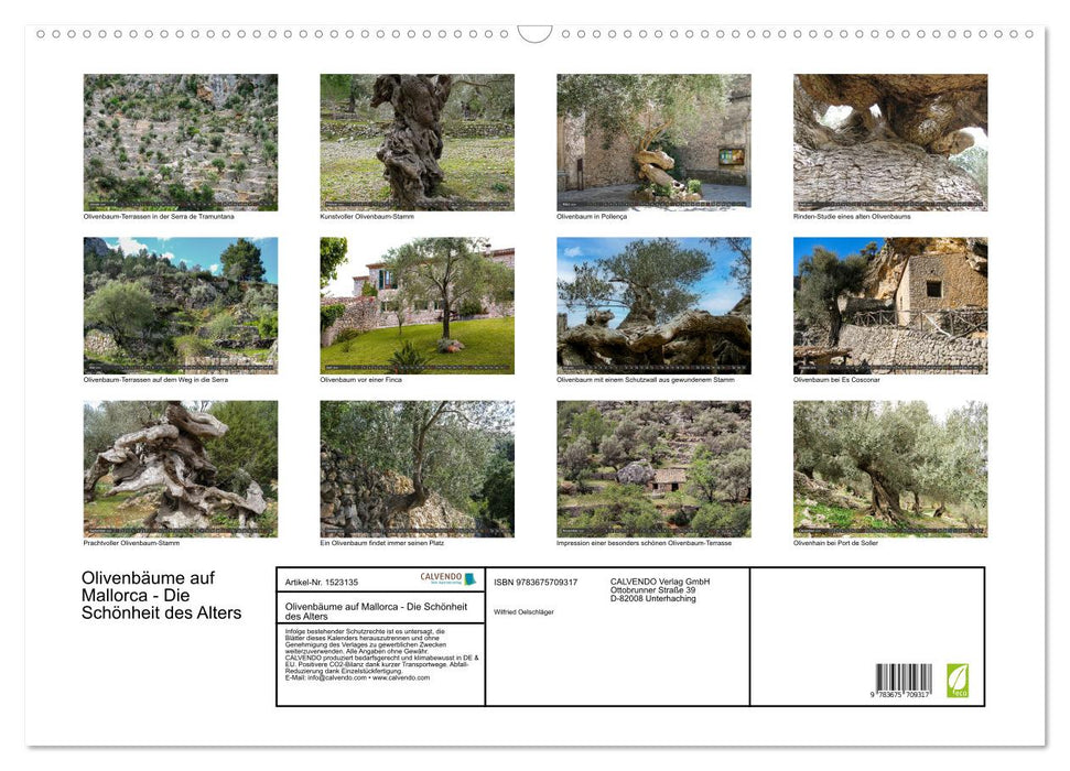 Olivenbäume auf Mallorca - Die Schönheit des Alters (CALVENDO Wandkalender 2024)