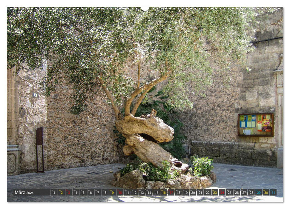 Olivenbäume auf Mallorca - Die Schönheit des Alters (CALVENDO Wandkalender 2024)
