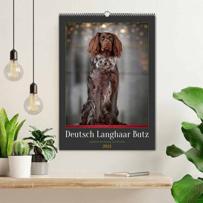 Deutsch Langhaar Butz - Jagdhund mit Passion und Herzblut (CALVENDO Wandkalender 2024)