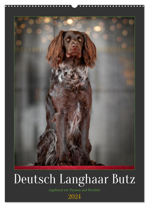 German Longhair Butz - hunting dog with passion and heart and soul (CALVENDO wall calendar 2024) 