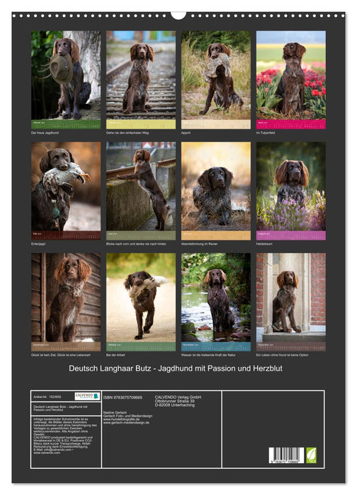 German Longhair Butz - hunting dog with passion and heart and soul (CALVENDO wall calendar 2024) 