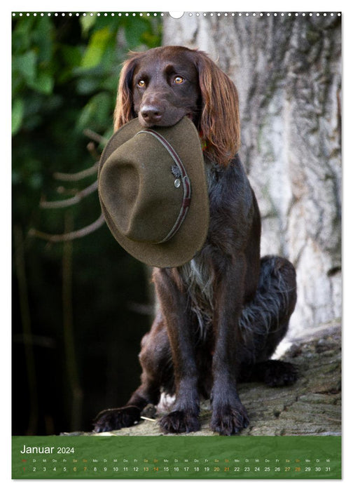 German Longhair Butz - hunting dog with passion and heart and soul (CALVENDO wall calendar 2024) 