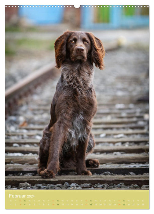 German Longhair Butz - hunting dog with passion and heart and soul (CALVENDO wall calendar 2024) 