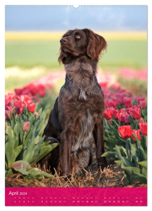 German Longhair Butz - hunting dog with passion and heart and soul (CALVENDO wall calendar 2024) 