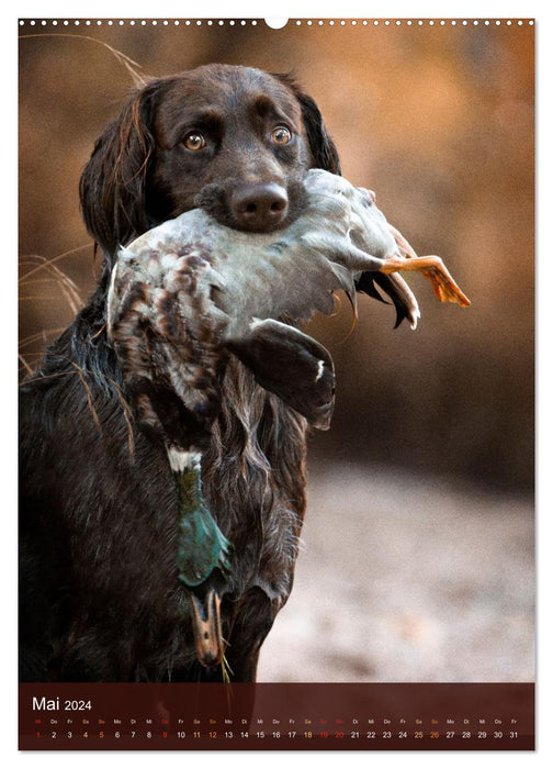 German Longhair Butz - hunting dog with passion and heart and soul (CALVENDO wall calendar 2024) 