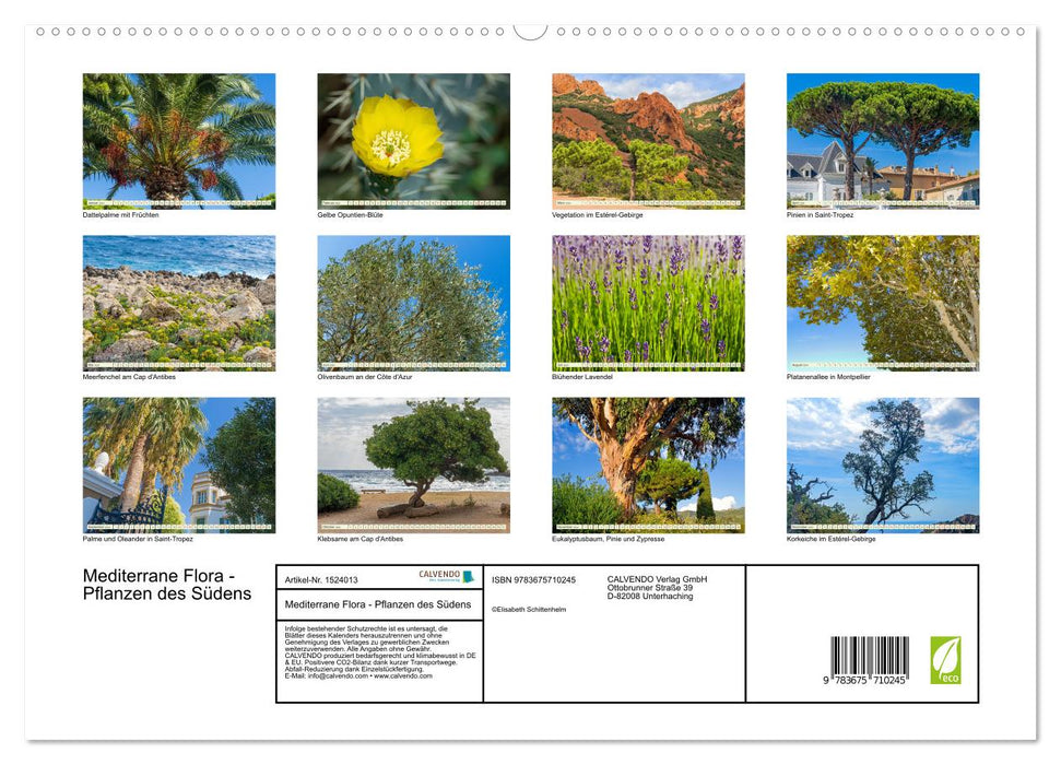 Mediterrane Flora - Pflanzen des Südens (CALVENDO Premium Wandkalender 2024)
