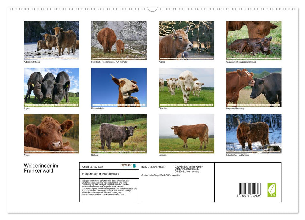 Pasture cattle in the Franconian Forest (CALVENDO Premium Wall Calendar 2024) 