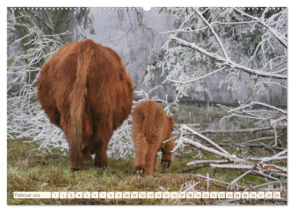 Pasture cattle in the Franconian Forest (CALVENDO Premium Wall Calendar 2024) 