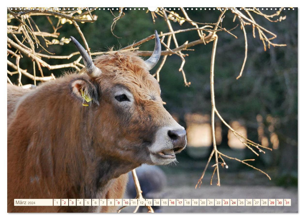 Bovins de pâturage dans la forêt de Franconie (Calendrier mural CALVENDO Premium 2024) 