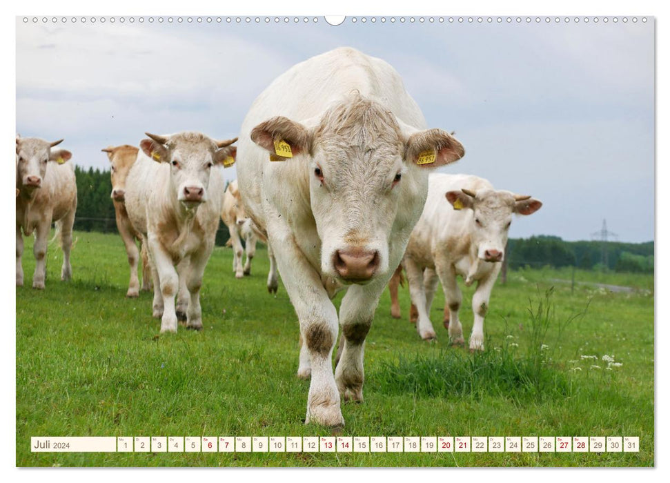 Bovins de pâturage dans la forêt de Franconie (Calendrier mural CALVENDO Premium 2024) 