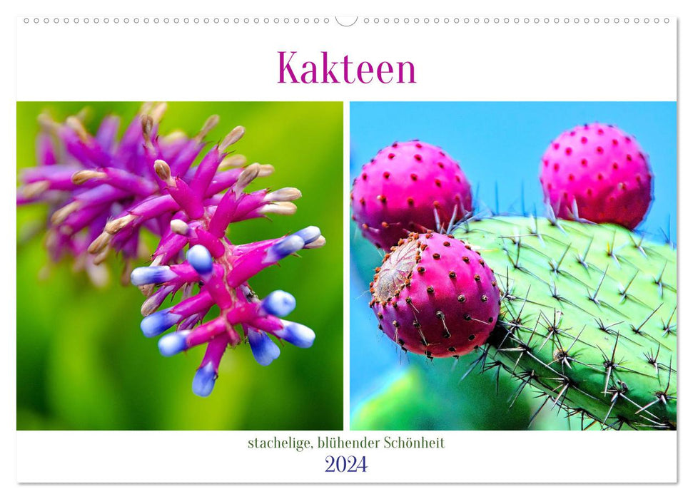 Cactus - beautés épineuses et fleuries (calendrier mural CALVENDO 2024) 