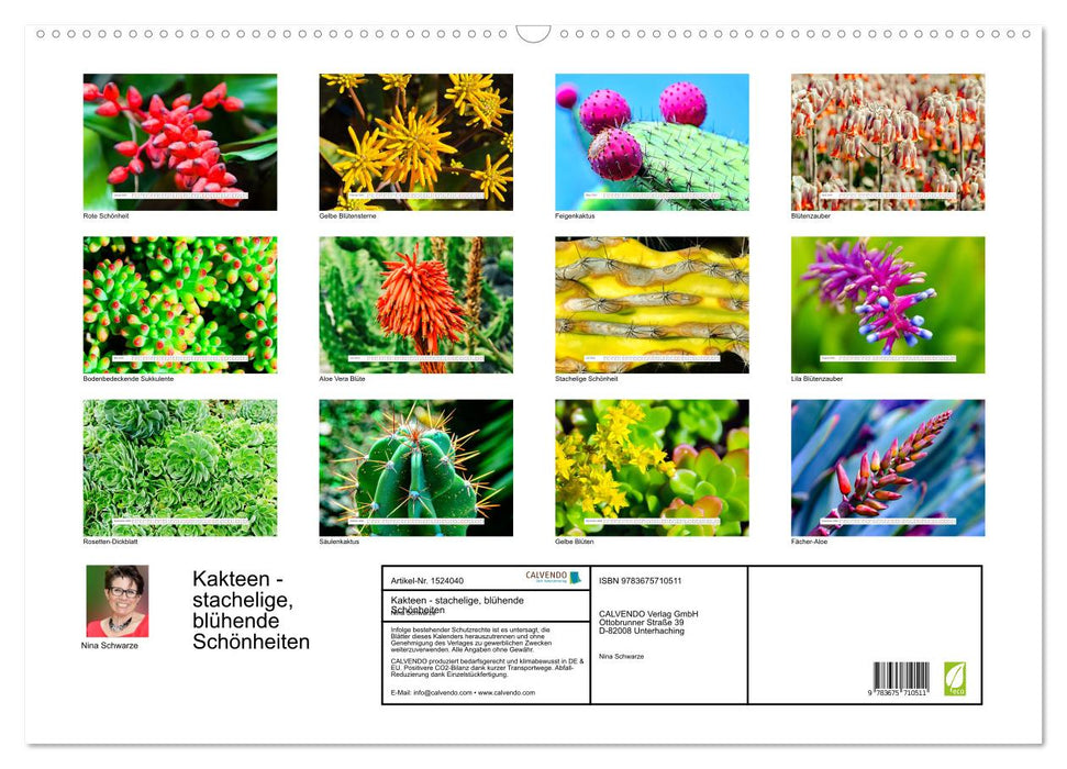 Cacti - spiky, flowering beauties (CALVENDO wall calendar 2024) 