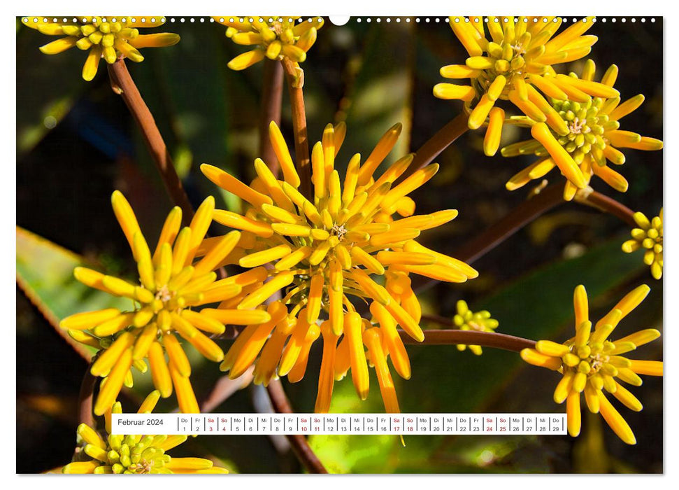 Cacti - spiky, flowering beauties (CALVENDO wall calendar 2024) 