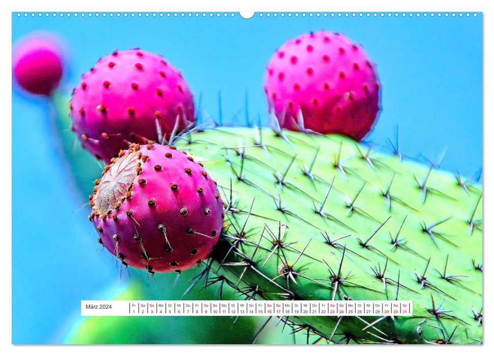 Cactus - beautés épineuses et fleuries (calendrier mural CALVENDO 2024) 