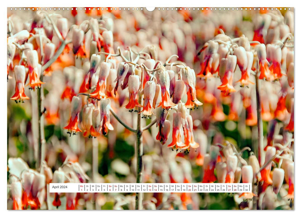Cacti - spiky, flowering beauties (CALVENDO wall calendar 2024) 