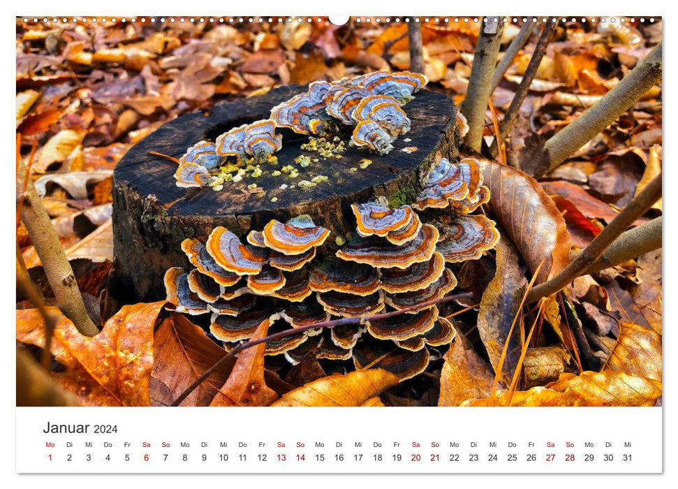 A trip to the magical world of mushrooms (CALVENDO Premium Wall Calendar 2024) 